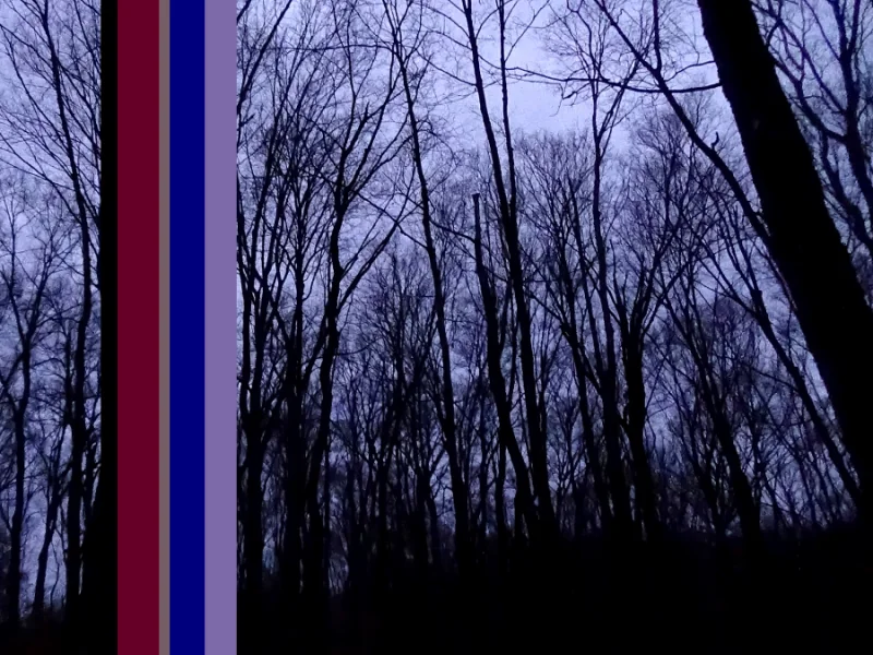 Dark Woods, 2016