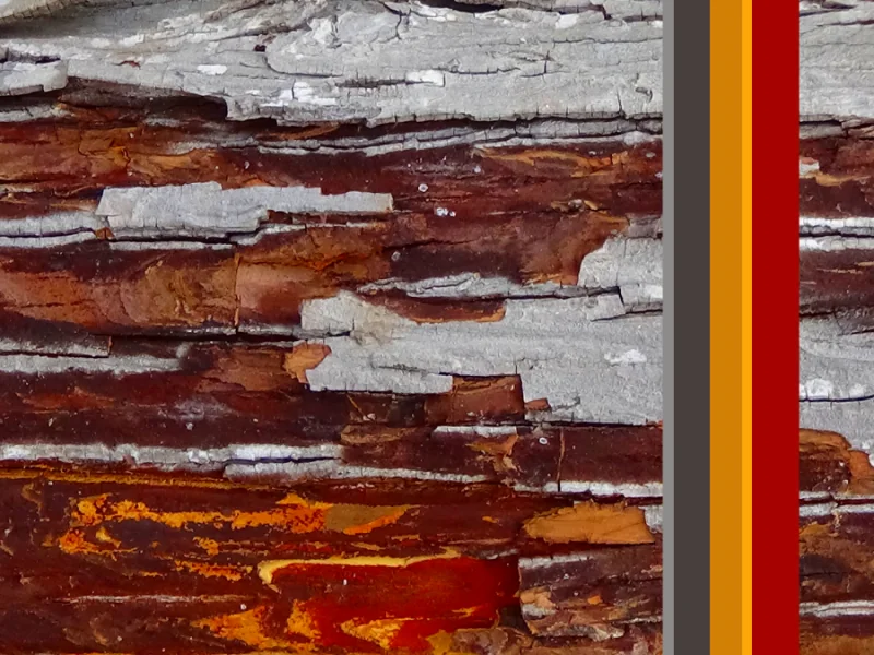 Tree Bark, 2016