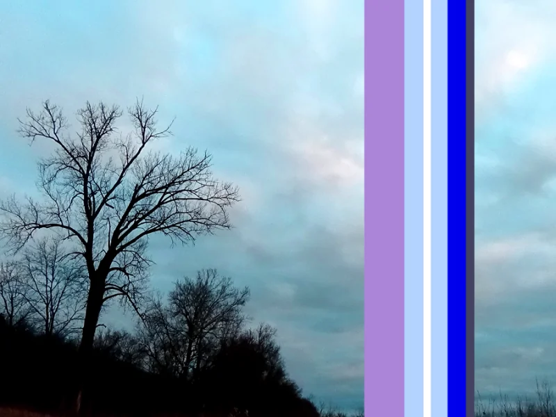 Tree Field, 2016