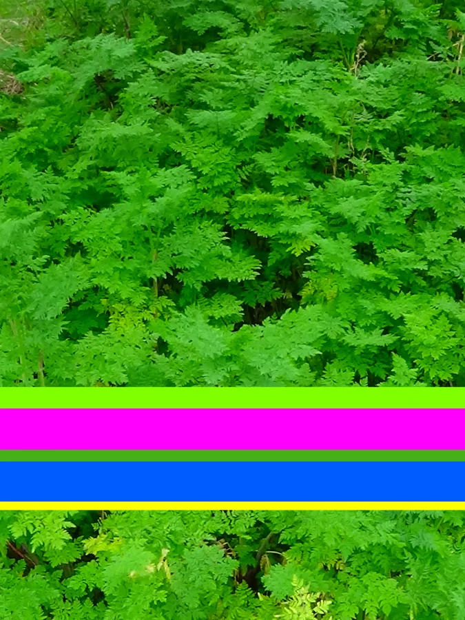 Wild Plants, 2015